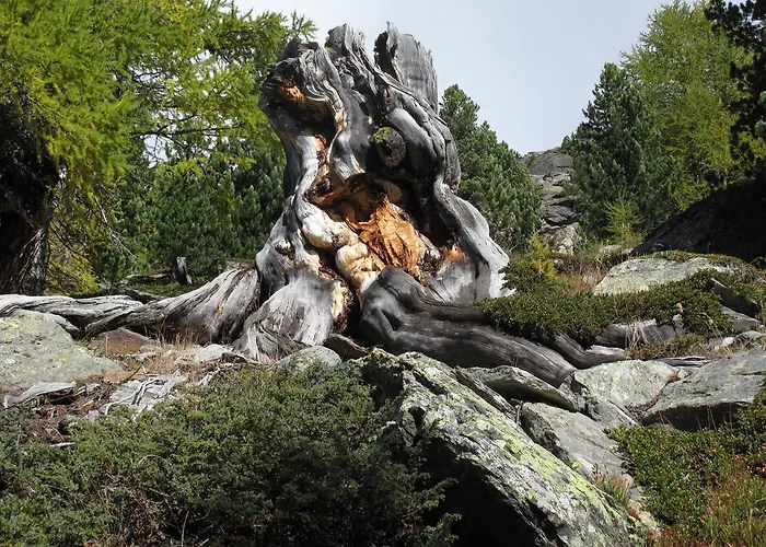 公寓 阿里菲林旅馆 *